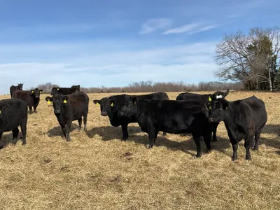 cattle listing photo
