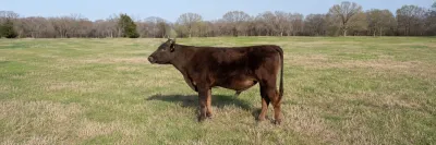 cattle listing photo