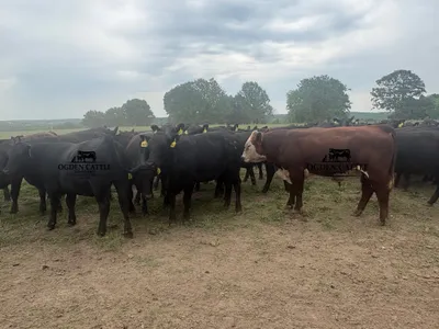 cattle listing photo