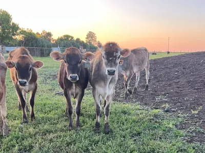 cattle listing photo