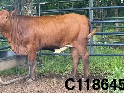 cattle listing photo