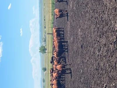 cattle listing photo