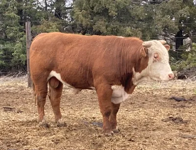 cattle listing photo