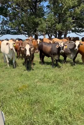 cattle listing photo