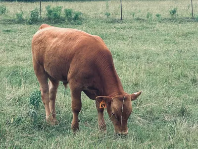 cattle listing photo