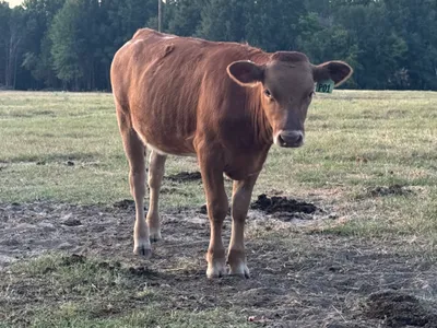 cattle listing photo