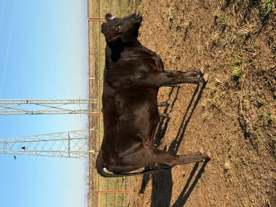 cattle listing photo