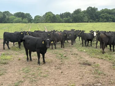 cattle listing photo