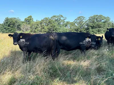 cattle listing photo
