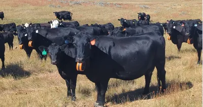 cattle listing photo