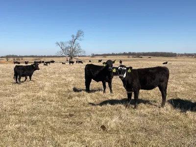 cattle listing photo