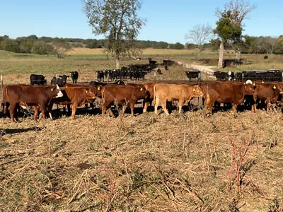 cattle listing photo