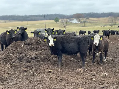 cattle listing photo