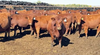 cattle listing photo