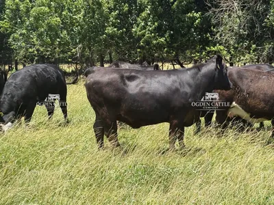 cattle listing photo