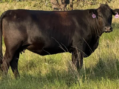 cattle listing photo