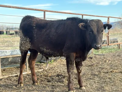 cattle listing photo