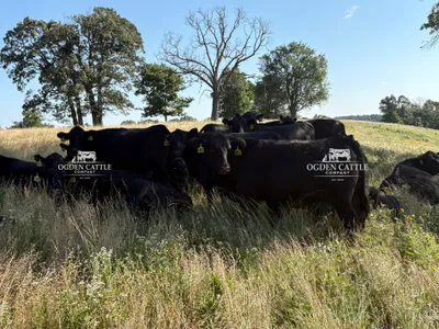 cattle listing photo