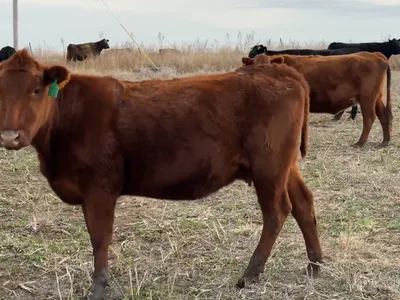 cattle listing photo