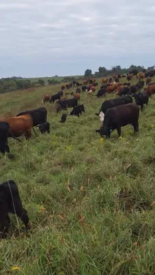 cattle listing photo