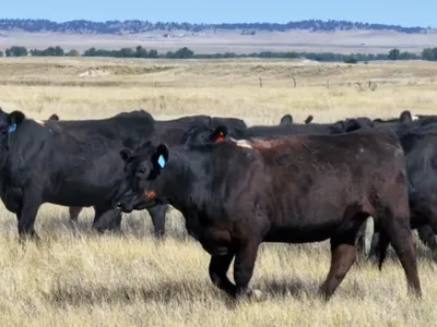 cattle listing photo