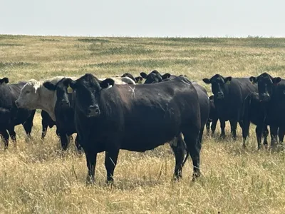 cattle listing photo