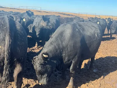 cattle listing photo