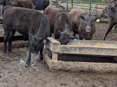 cattle listing photo