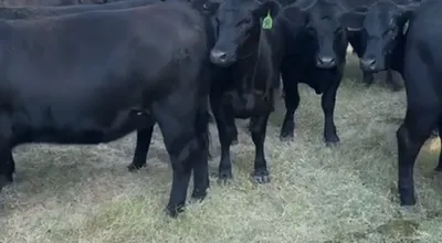cattle listing photo