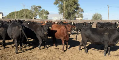 cattle listing photo