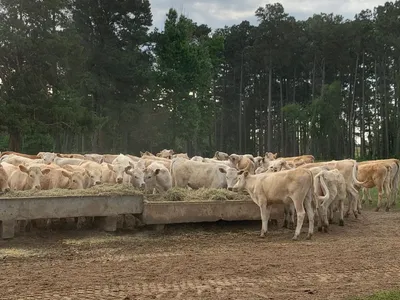 cattle listing photo