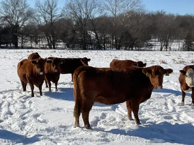 cattle listing photo