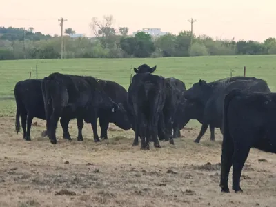 cattle listing photo