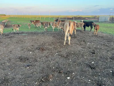 cattle listing photo
