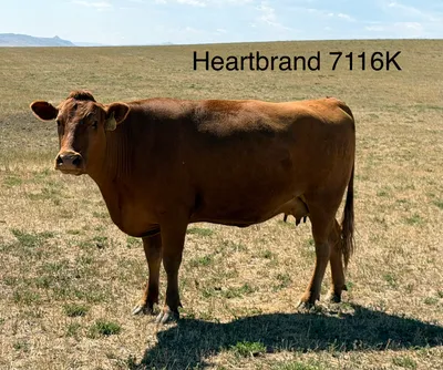 cattle listing photo