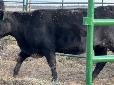 cattle listing photo