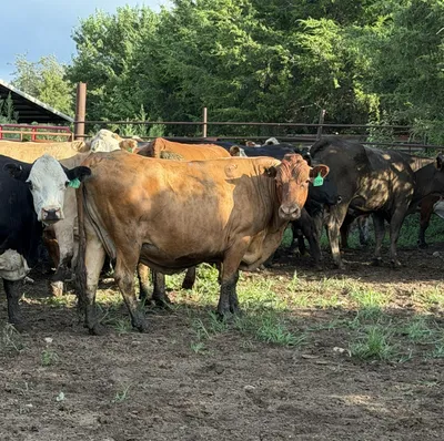 cattle listing photo