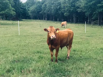cattle listing photo