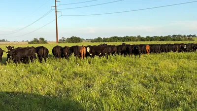 cattle listing photo