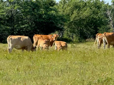 cattle listing photo