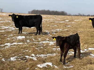 cattle listing photo