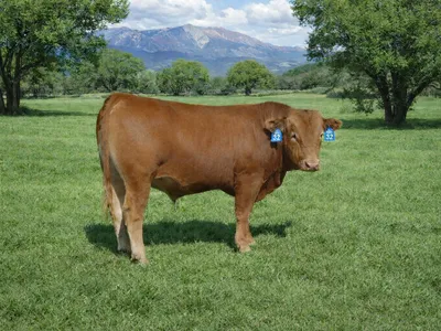 cattle listing photo