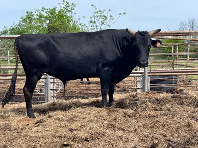 cattle listing photo