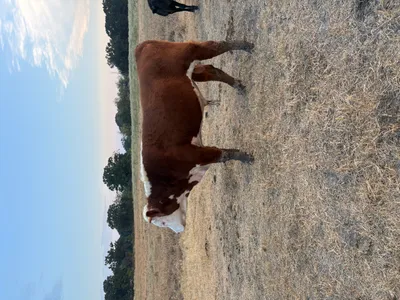 cattle listing photo