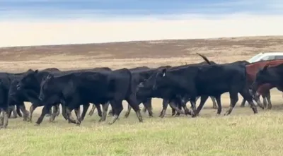 cattle listing photo