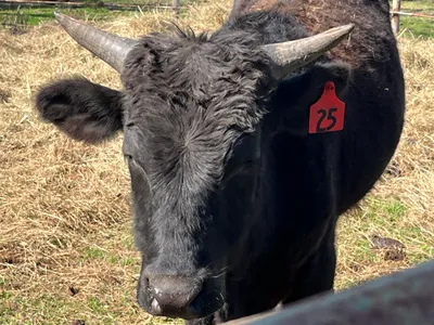 cattle listing photo