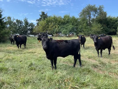 cattle listing photo