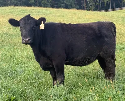 cattle listing photo