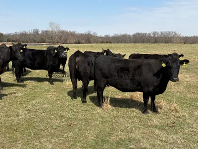 cattle listing photo