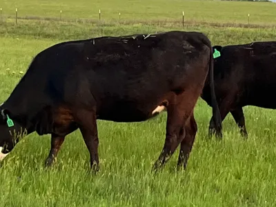 cattle listing photo